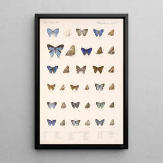 Frederick DuCane Godman - Insecta LepidopteraRhopalocera Pl 057.webp