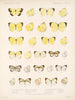 Insetti Lepidotteri Rhopaloceri Pl 064 - Frederick DuCane Godman — vista dell’opera