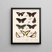 Insekten Lepidoptera Rhopalocères Pl 068 - Frederick DuCane Godman — gerahmtes Bild an der Wand