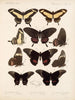 Insetti Lepidotteri Rhopaloceri Pl 071 - Frederick DuCane Godman — vista dell’opera