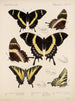 Insetti Lepidotteri Rhopaloceri Pl 073 - Frederick DuCane Godman — vista dell’opera