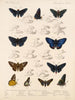 Insetti Lepidotteri Rhopaloceri Pl 074 - Frederick DuCane Godman — vista dell’opera