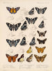 Insekten Lepidoptera Rhopalocera Pl 075 - Frederick DuCane Godman — Ansicht des Kunstwerks