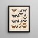 Insekten Lepidoptera Rhopalocera Pl 075 - Frederick DuCane Godman — gerahmtes Bild an der Wand