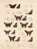 Insetti Lepidotteri Rhopaloceri Pl 076 - Frederick DuCane Godman — vista dell’opera