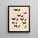 Insetti Lepidotteri Rhopaloceri Pl 076 - Frederick DuCane Godman — quadro incorniciato alla parete