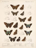 Insekten Schmetterlinge Rhopalocères Pl 078 - Frederick DuCane Godman — Ansicht des Kunstwerks