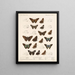 Insekten Schmetterlinge Rhopalocères Pl 078 - Frederick DuCane Godman — gerahmtes Bild an der Wand