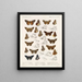 Insetti Lepidotteri Rhopaloceri Pl 107 - Frederick DuCane Godman — quadro incorniciato alla parete