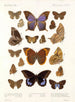 Insekten Lepidoptera Rhopalocera Pl 108 - Frederick DuCane Godman — Ansicht des Kunstwerks