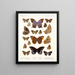 Insekten Lepidoptera Rhopalocera Pl 108 - Frederick DuCane Godman — gerahmtes Bild an der Wand
