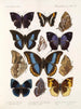 Insetti Lepidotteri Rhopaloceri Pl 110 - Frederick DuCane Godman — vista dell’opera