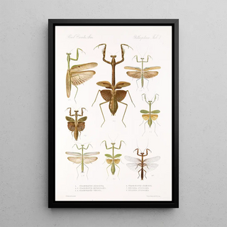 Frederick DuCane Godman - Insecta Orthoptera Pl 3.webp