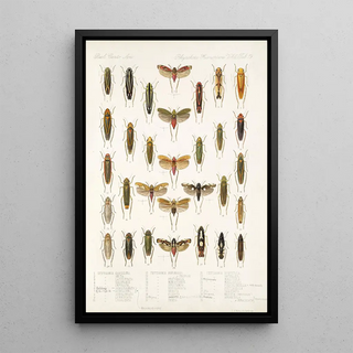 Frederick DuCane Godman - Insecta Rhynchota HemipteraHomoptera Pl 33.webp