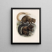Mammalia Pl 10 - Frederick DuCane Godman — gerahmtes Bild an der Wand