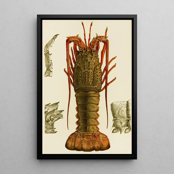 Frederick McCoy - Crustacea I.webp