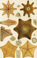 Echinoderms - Frederick McCoy — artwork view