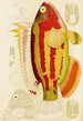Fische III - Frederick McCoy — Ansicht des Kunstwerks