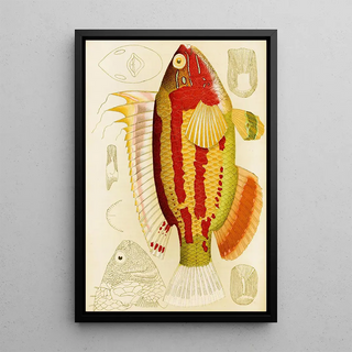 Frederick McCoy - Fishes III.webp