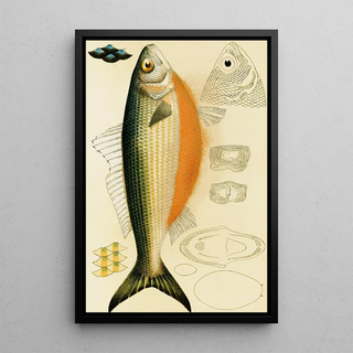 Frederick McCoy - Fishes IX.webp