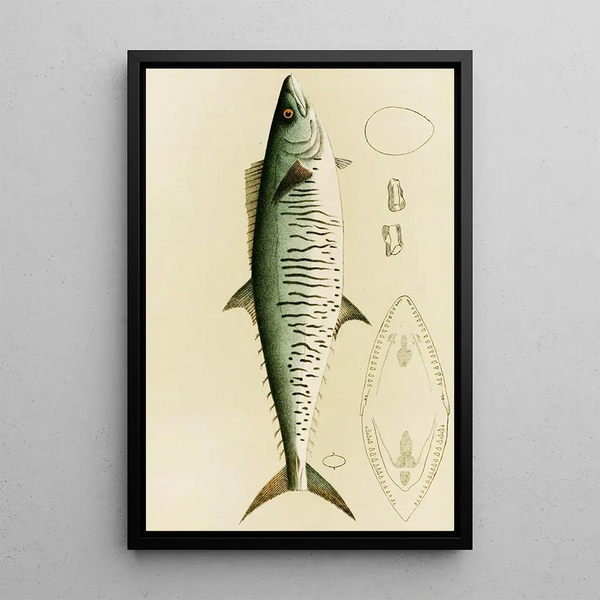 Frederick McCoy - Fishes I.webp