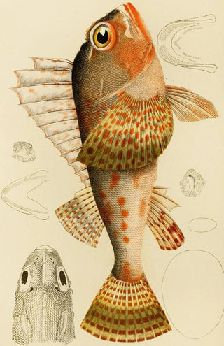 Frederick McCoy - Fishes XI.webp