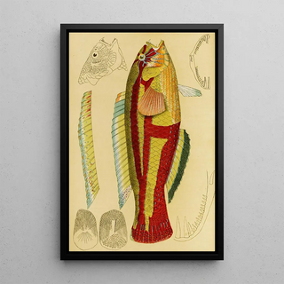 Frederick McCoy - Fishes XIII.webp