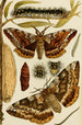 Insectes I - Frederick McCoy — artwork view