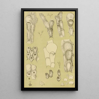 Frederick McCoy - Polyzoa III.webp