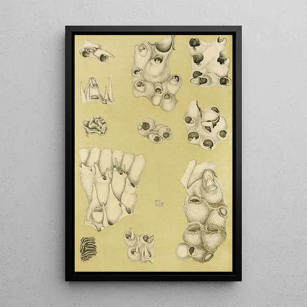 Frederick McCoy - Polyzoa VI.webp