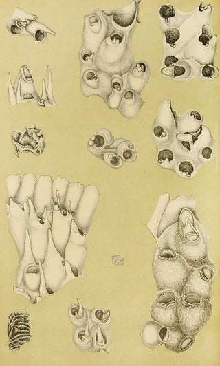Frederick McCoy - Polyzoa VI.webp