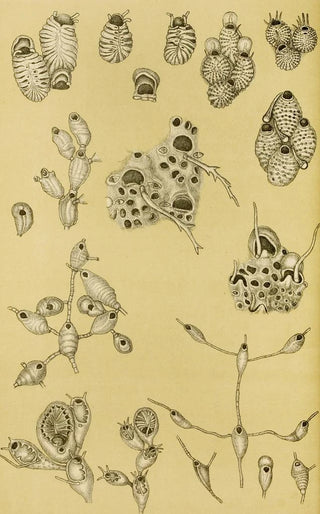 Frederick McCoy - Polyzoa XV.webp