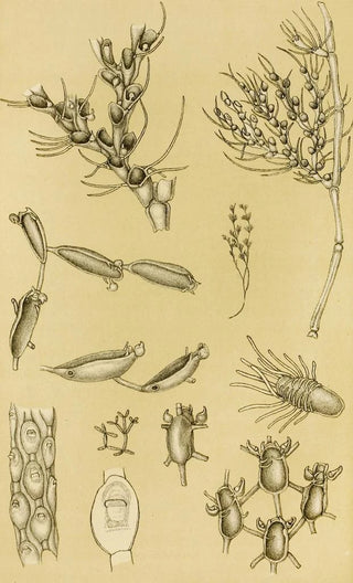 Frederick McCoy - Polyzoa XVI.webp