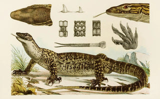 Frederick McCoy - Reptiles I.webp