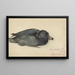 Macreuse noire - Frederika Henriette Broeksmit — gerahmtes Bild an der Wand