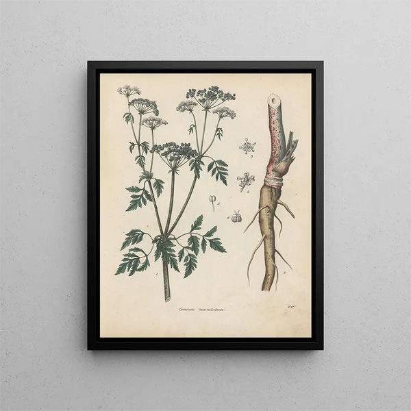 Friedrich Berge - GiftpflanzenBuch Pl20.webp