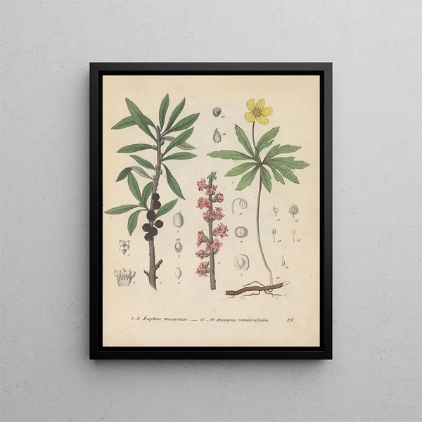 Friedrich Berge - GiftpflanzenBuch Pl28.webp