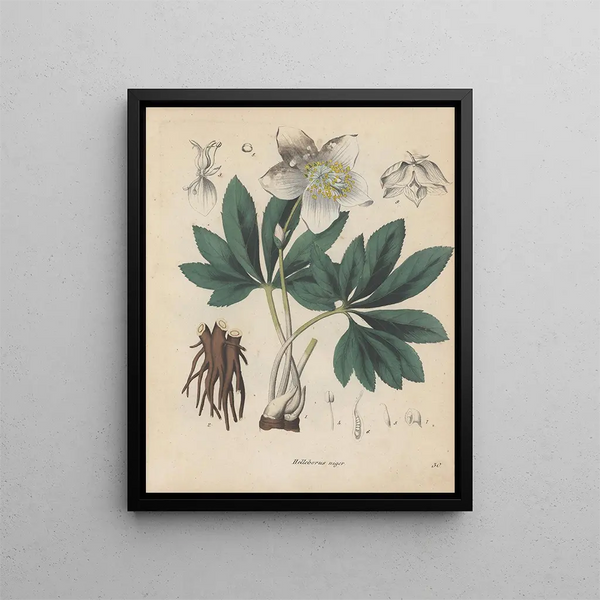 Friedrich Berge - GiftpflanzenBuch Pl30.webp