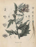 Book on Toxic Plants Pl31 - Friedrich Berge — artwork view