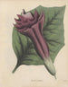 Livre sur les plantes toxiques Pl32 - Friedrich Berge — artwork view