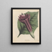 Livre sur les plantes toxiques Pl32 - Friedrich Berge — framed artwork on a wall