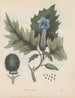Livre sur les plantes toxiques Pl33 - Friedrich Berge — artwork view