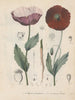 Livre sur les plantes toxiques Pl34 - Friedrich Berge — artwork view