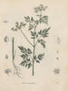 Livre sur les plantes toxiques Pl39 - Friedrich Berge — artwork view