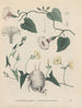 Book on Toxic Plants Pl41 - Friedrich Berge — artwork view