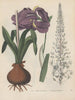 Book on Toxic Plants Pl42 - Friedrich Berge — artwork view