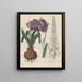 Book on Toxic Plants Pl42 - Friedrich Berge — framed artwork on a wall
