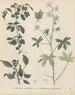 Livre sur les plantes toxiques Pl46 - Friedrich Berge — artwork view