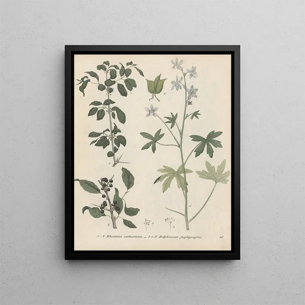 Friedrich Berge - GiftpflanzenBuch Pl46.webp