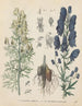 Livre sur les plantes toxiques Pl47 - Friedrich Berge — artwork view